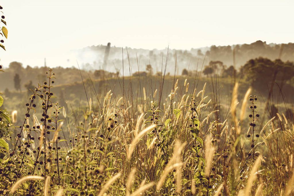 pulvériser les mauvaises herbes