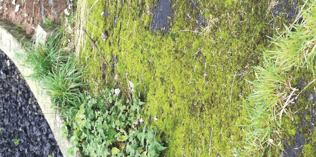 moss before treatment