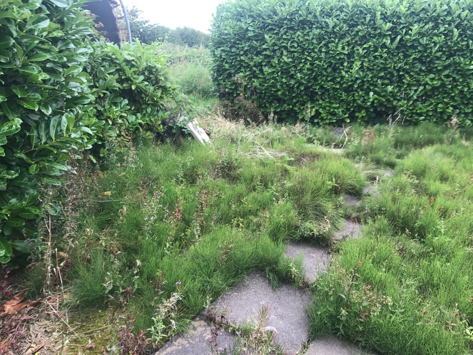 weeds in back garden before using foamstream machine