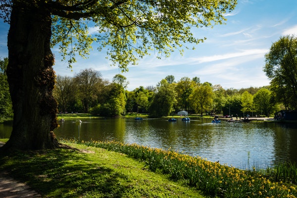 green leafed tree by lake with blue sky