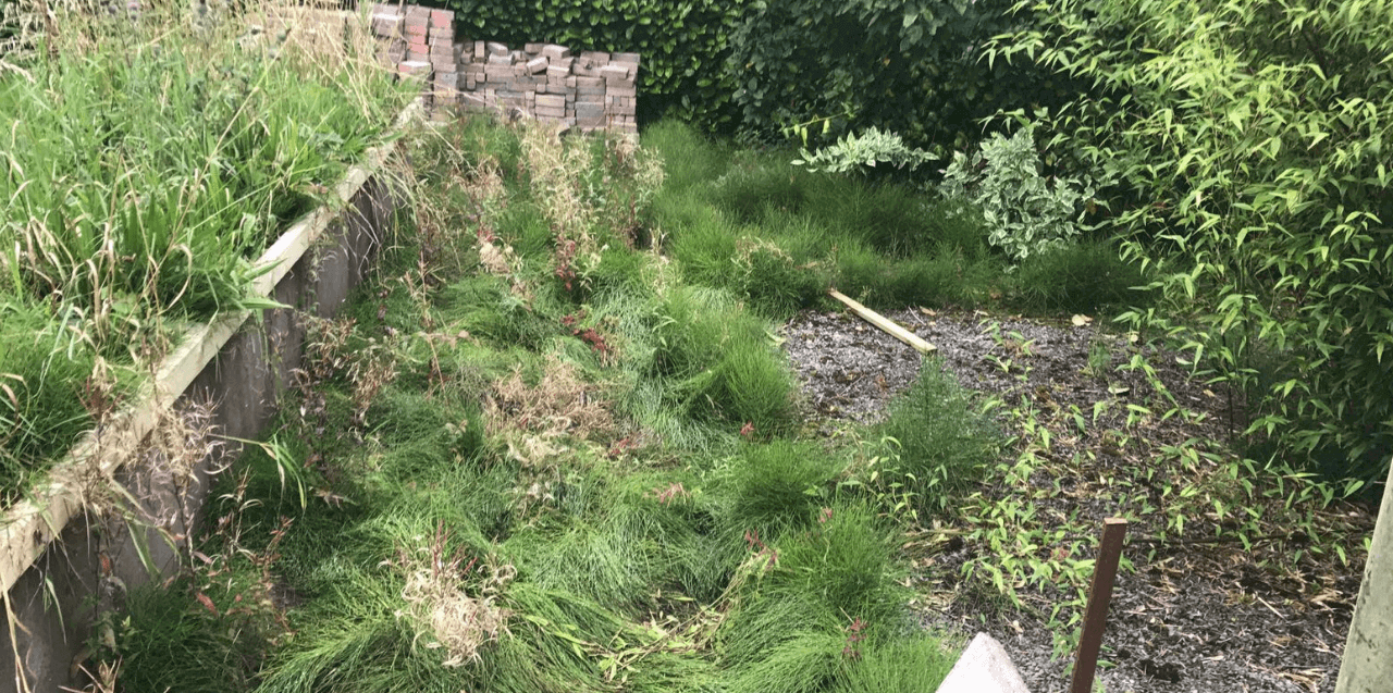 garden before weed and moss control