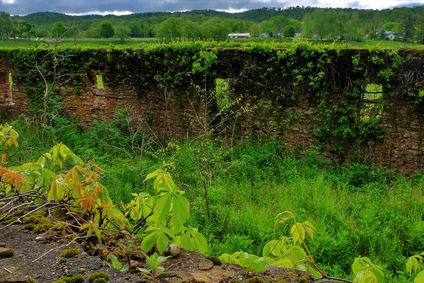 mauvaises herbes qui poussent sur un mur