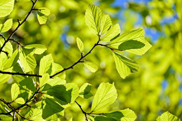 feuilles d'arbre