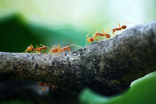 photo of fire ants