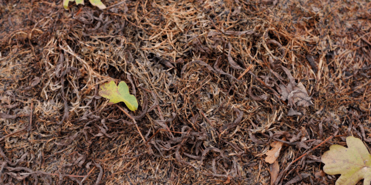 crassula after foamstream