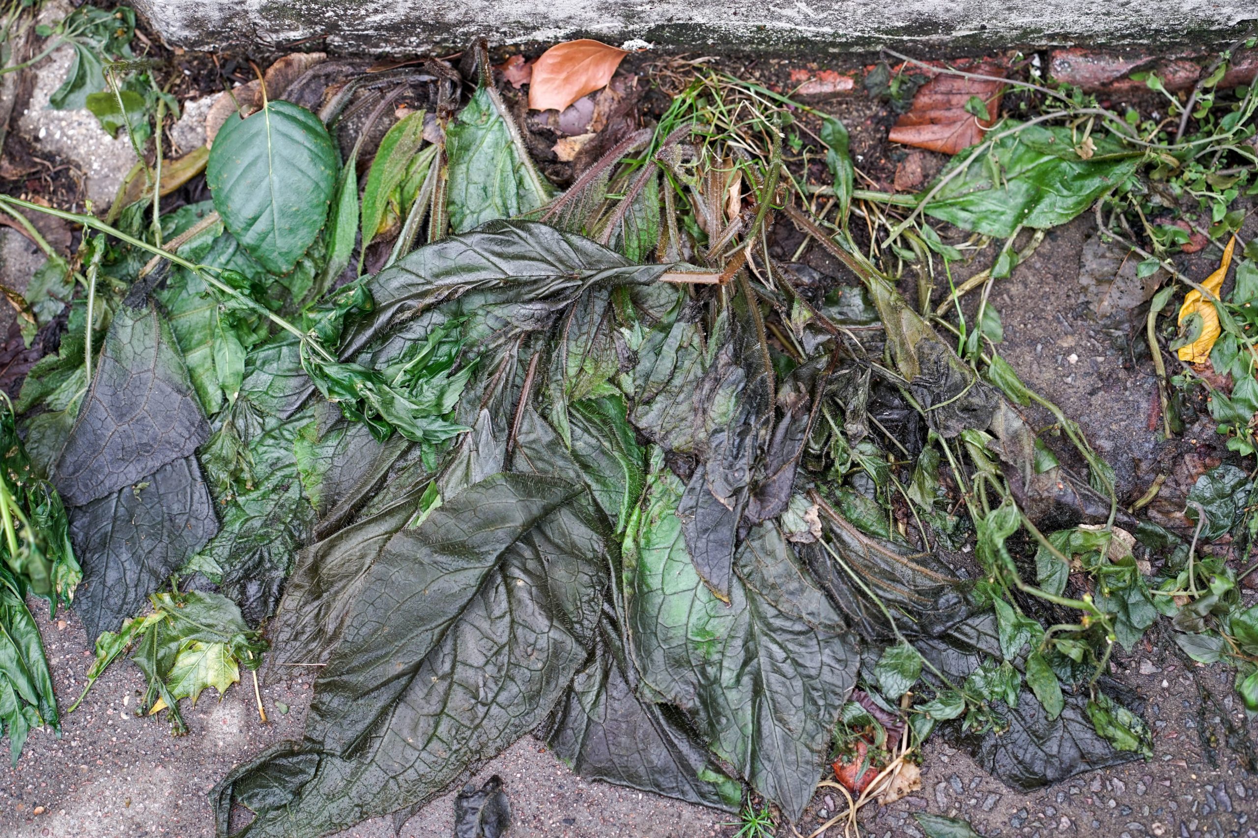 Wet Vegetation