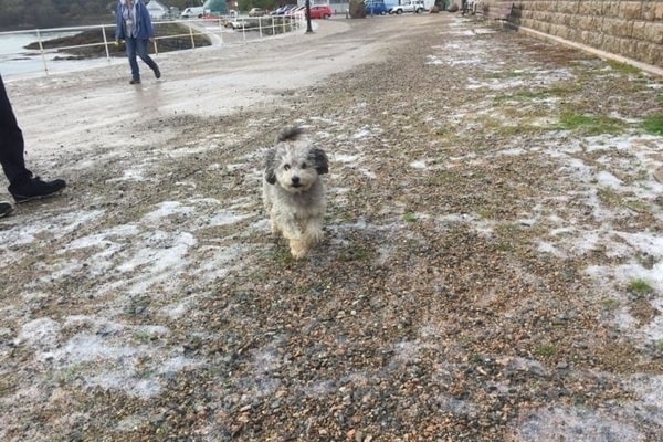 Image of dog playing foamstream