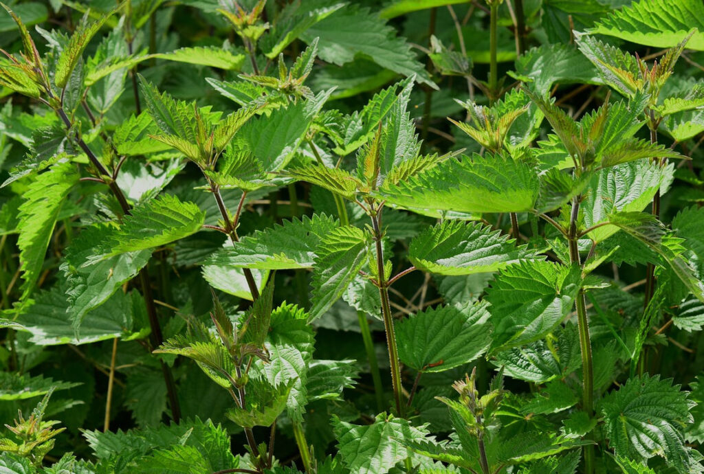 stinging nettles